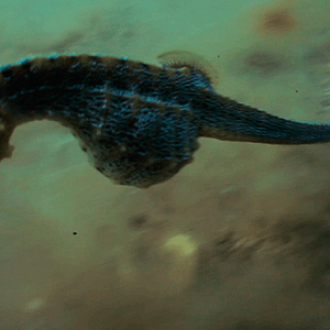 Foto La danza del hipocampo