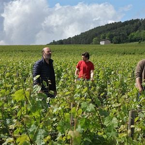 Foto El viñedo que nos une