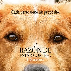 Foto La razón de estar contigo