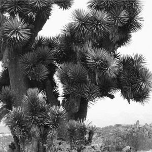 Foto A morir a los desiertos