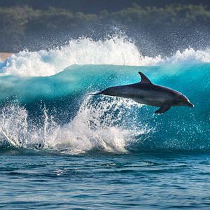 Foto Arrecife de delfines