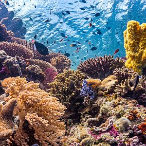 Foto Arrecife de delfines
