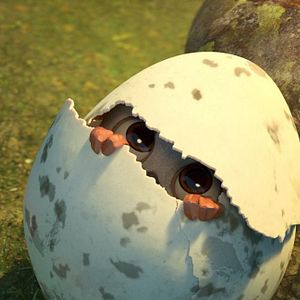 Foto Ploey: Cabeza de chorlito