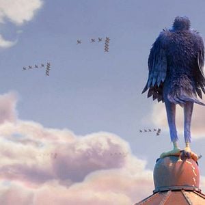 Foto Ploey: Cabeza de chorlito