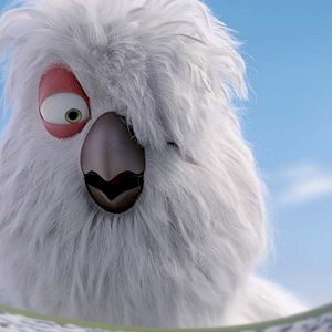 Foto Ploey: Cabeza de chorlito