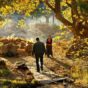 Foto El peral silvestre