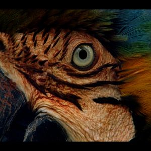 Foto Chuva é Cantoria na Aldeia dos Mortos