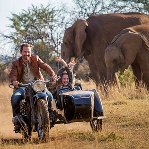 Foto Mi mascota es un león