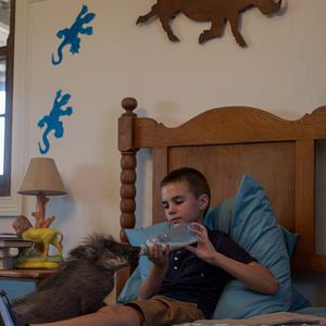 Foto Mi mascota es un león