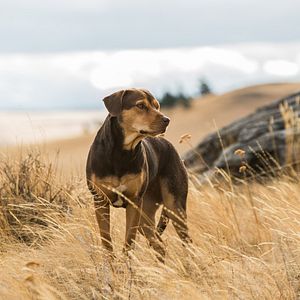 Foto Mis huellas a casa