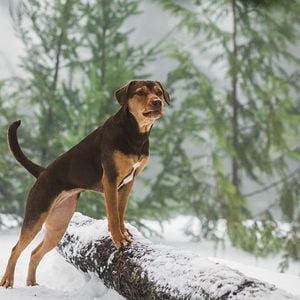 Foto Mis huellas a casa