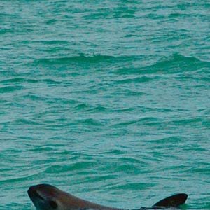 Foto SOS: Mar de Sombras