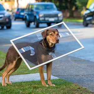 Foto Mis huellas a casa