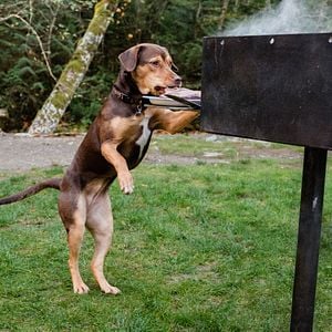 Foto Mis huellas a casa