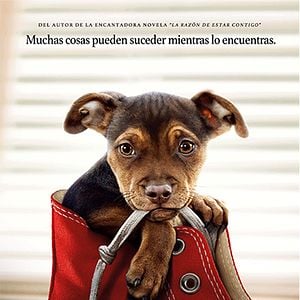 Foto Mis huellas a casa