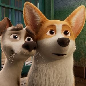 Foto Corgi: Un perro real