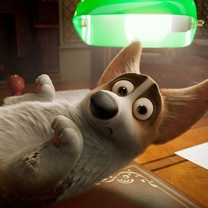 Foto Corgi: Un perro real