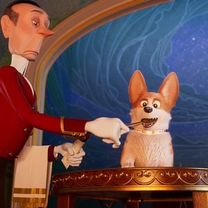 Foto Corgi: Un perro real