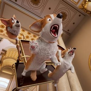 Foto Corgi: Un perro real