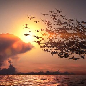 Foto Pajaritos a volar