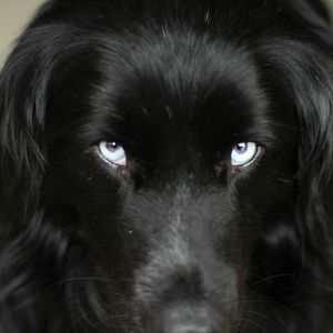 Foto The Biggest Little Farm