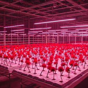 Foto Little Joe: La Flor de la Felicidad