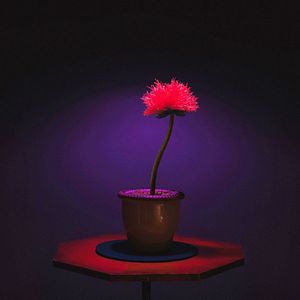 Foto Little Joe: La Flor de la Felicidad