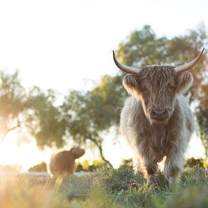 Foto The Biggest Little Farm