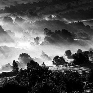 Foto The painted bird