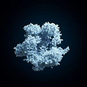 Foto Naturaleza humana