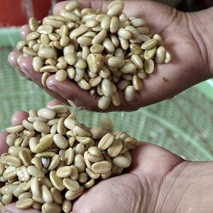 Foto A Six Dollar Cup of Coffee