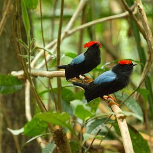 Foto Dancing With The Birds