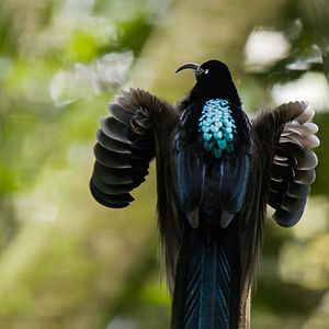 Foto Dancing With The Birds