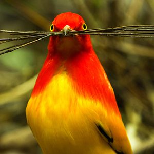 Foto Dancing With The Birds