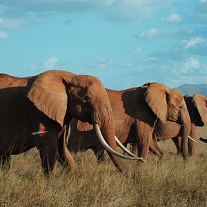 Foto The Elephant Queen