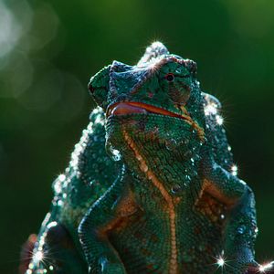 Foto The Elephant Queen