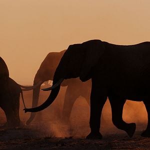 Foto The Elephant Queen