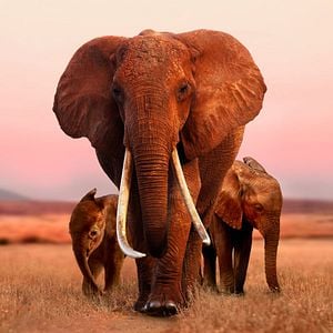 Foto The Elephant Queen