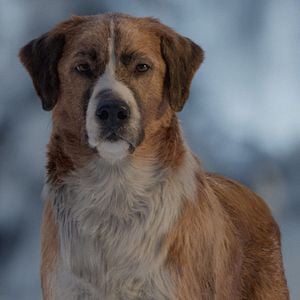 Foto El llamado salvaje