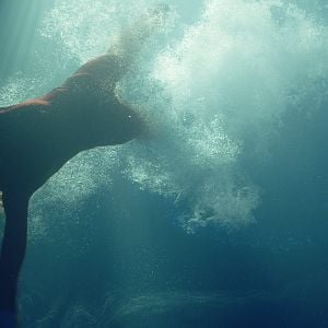 Foto Contagio en Altamar