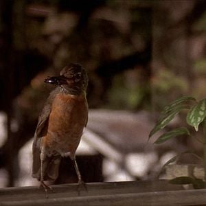 Foto Terciopelo azul