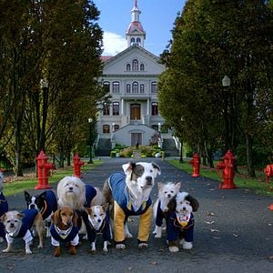 Foto Academia de cachorros