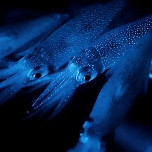 Foto La Tierra de noche