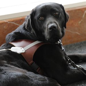 Foto Pick of the Litter