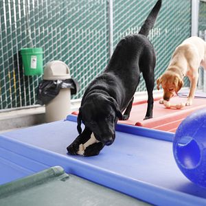 Foto Pick of the Litter