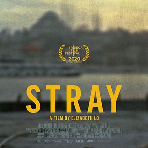 Foto Stray