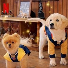 Foto Academia de cachorros