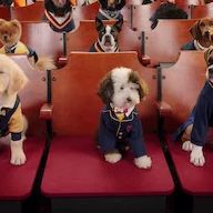 Foto Academia de cachorros