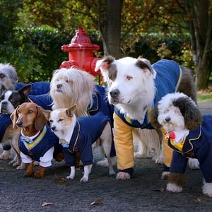 Foto Academia de cachorros