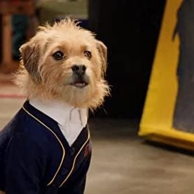 Foto Academia de cachorros